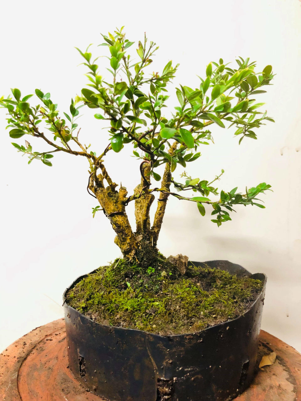 Sauver un bonsai avec des LED horticole - Bonsai Entretien