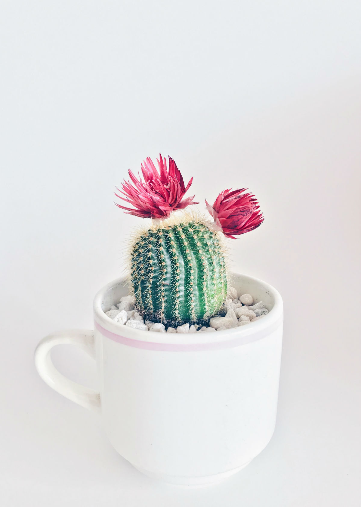 cadeau invite cactus