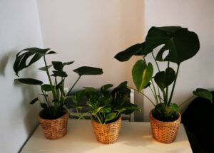 Trois petites monstera