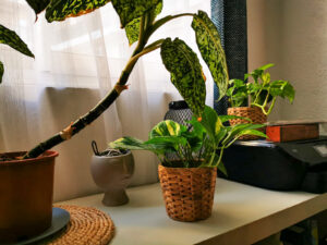 Plante d'intérieur posée sur un bureau