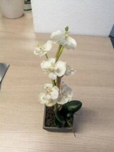 Orchidée