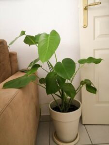 Monstera dans un salon