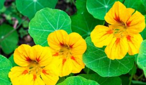 La capucine, appelée la protectrice des plantes, est un atout de taille pour un jardin