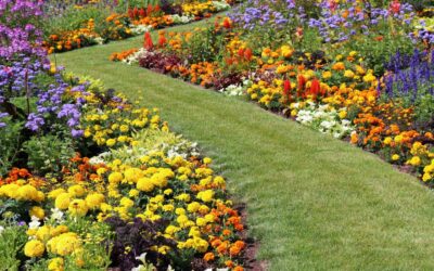 Quelles fleurs pour mon jardin ?