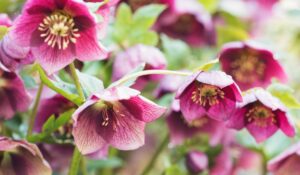 L'hellébore est une fleur idéale à planter en hiver !