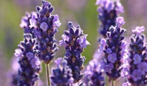 La lavande est pratique car elle attire les insectes pollinisateurs