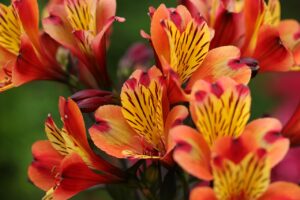 Des fleurs colorées