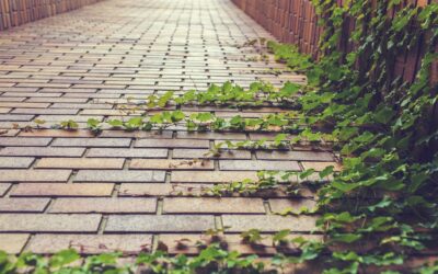 Comment choisir et cultiver des plantes grimpantes