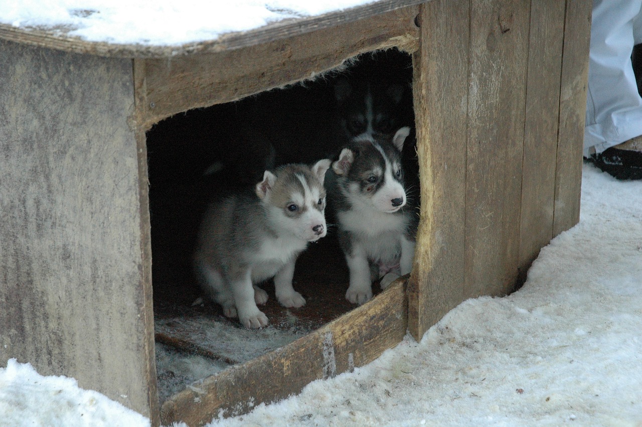 Une niche pour chiens