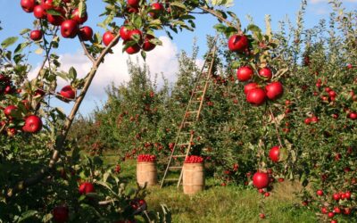 Comment créer et entretenir votre propre verger dans votre jardin