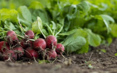Comment faire pousser des légumes racines avec succès
