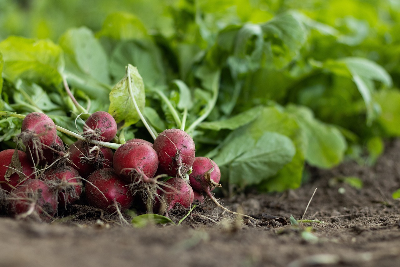 Des légumes racines