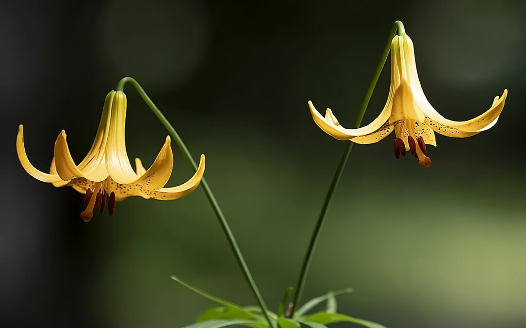 Comment tirer le meilleur parti des plantes indigènes dans votre jardin