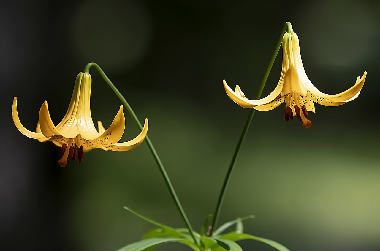 Des plantes indigènes