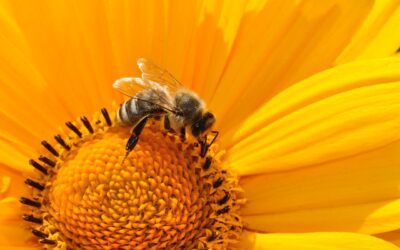 Comment transformer votre jardin en une oasis pour les pollinisateurs