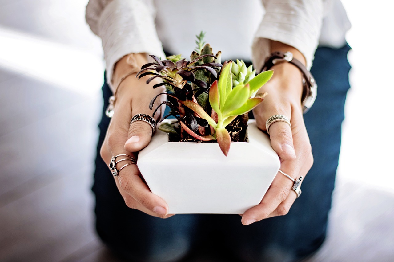 Une plante d'intérieur