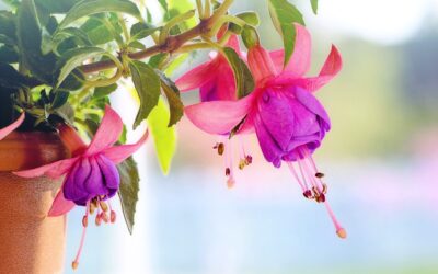 Les astuces pour des plantes succulentes prospères dans votre jardin