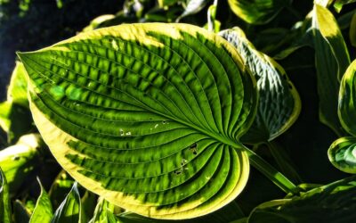 Les conseils pour cultiver des plantes vivaces et en profiter toute l’année