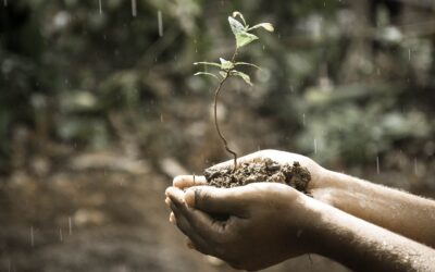 Les informations à avoir pour cultiver des plantes succulentes réussies