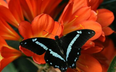 Les plantes à privilégier pour attirer les papillons chez vous
