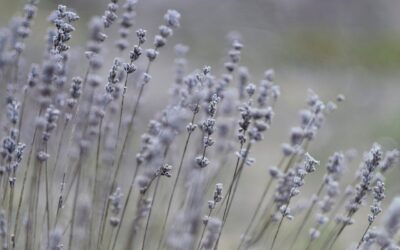 Techniques pour cultiver différentes herbes dans un jardin