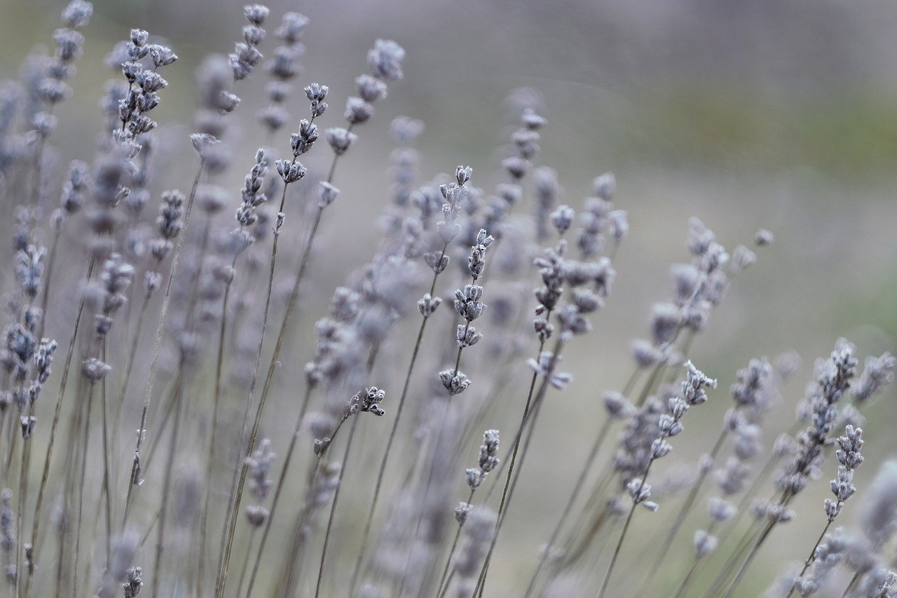 Des herbes