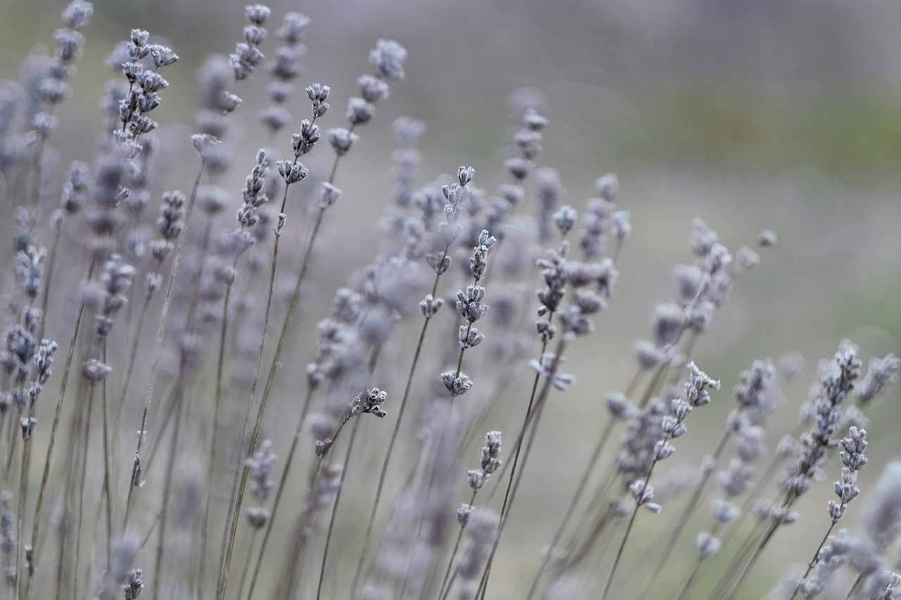 Des herbes