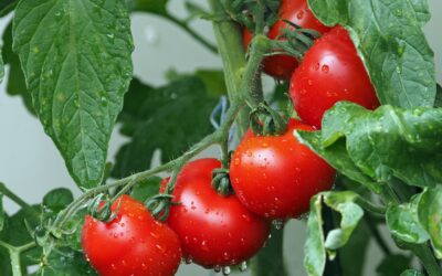 Tout ce que vous devez savoir pour cultiver des tomates avec succès