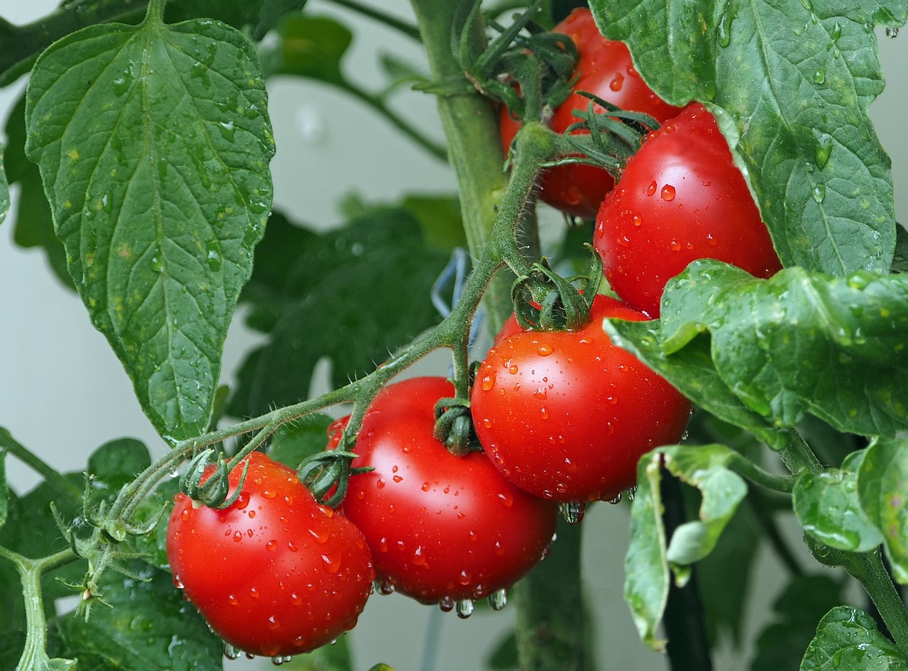 Des tomates