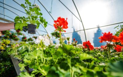 Comment cultiver des légumes toute l’année en respectant chaque saison