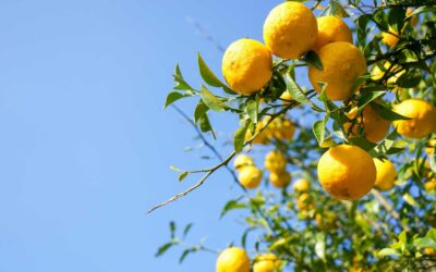 Pourquoi les arbres fruitiers sont un atout pour votre jardin ?
