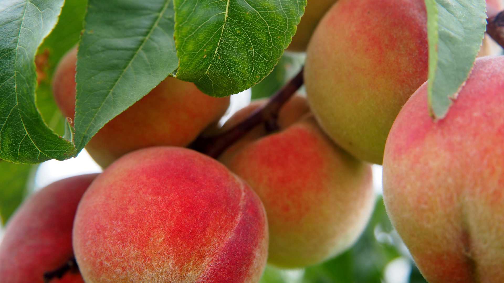 arbre fruitier 