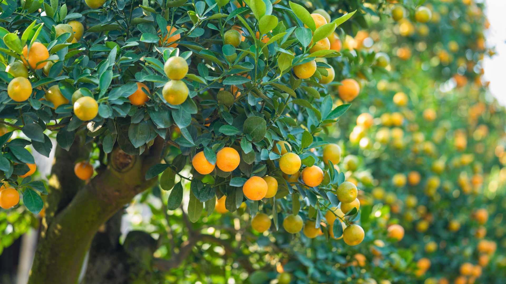 arbre fruitier dans un jardin