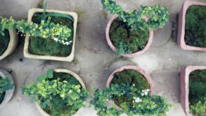 plante pour jardin