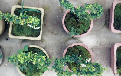 Comment aménager un jardin en permaculture ?
