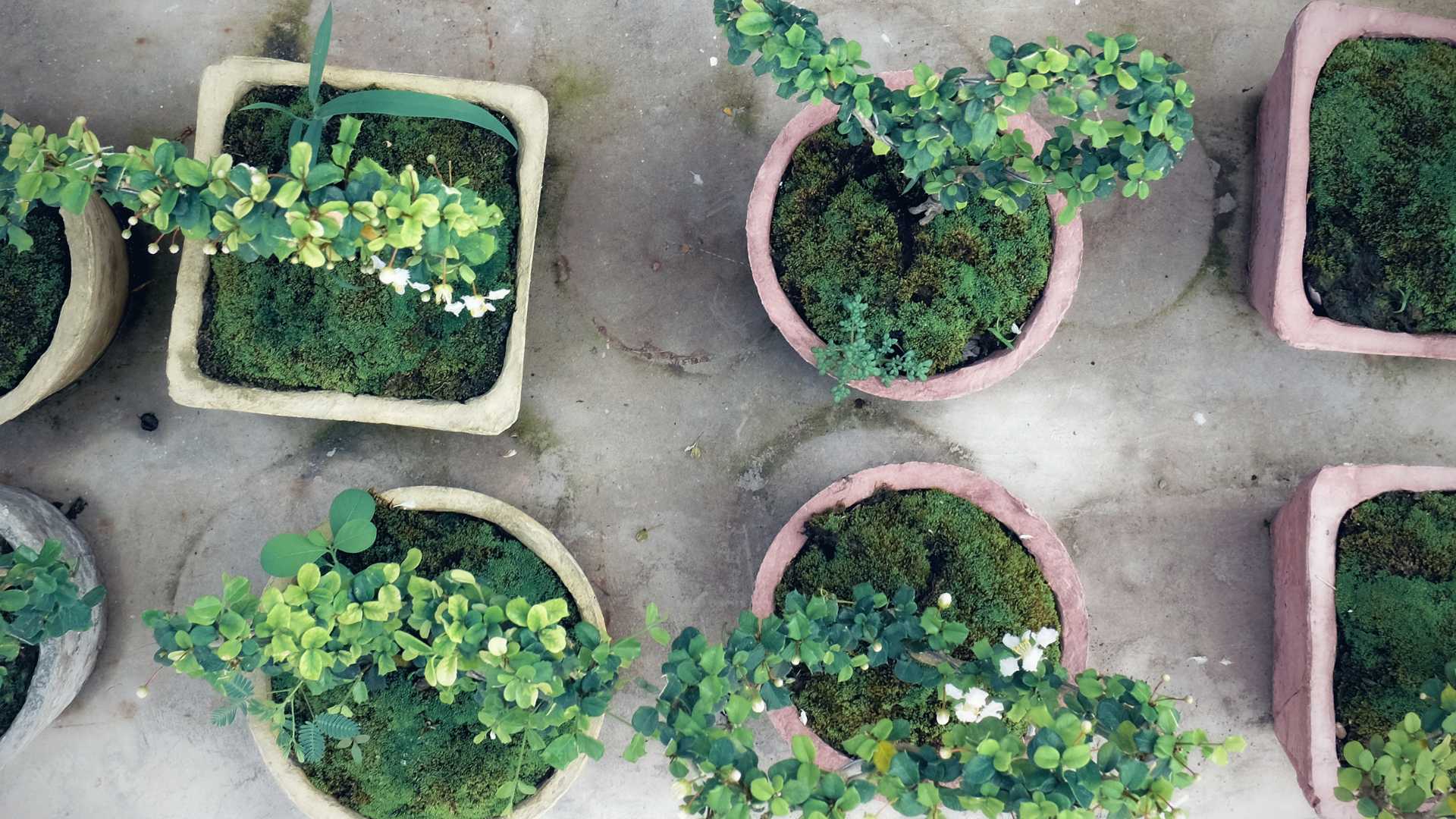 plante pour jardin