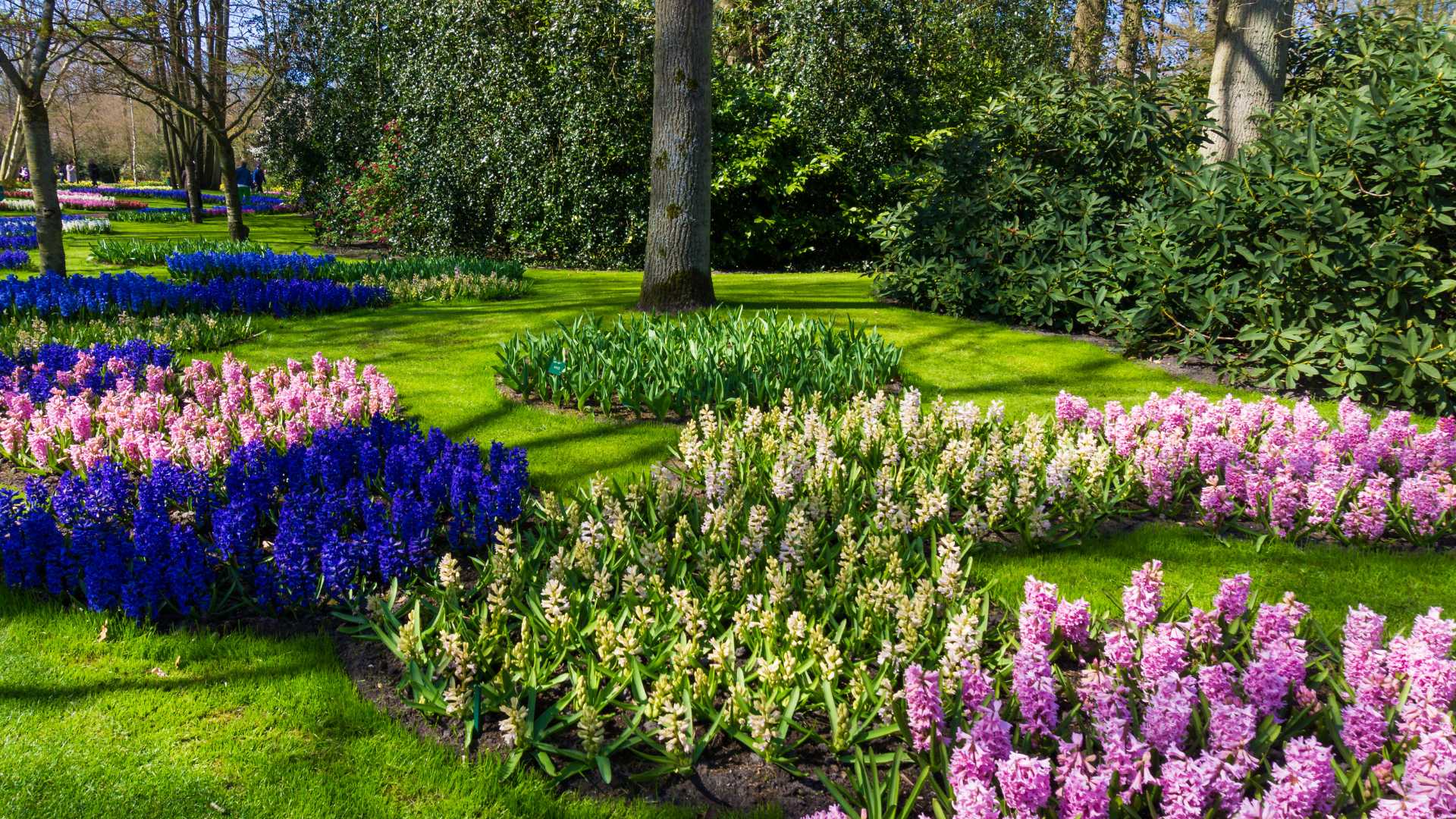 jardin coloré