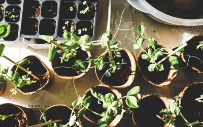 Les astuces pour un jardinage écologique