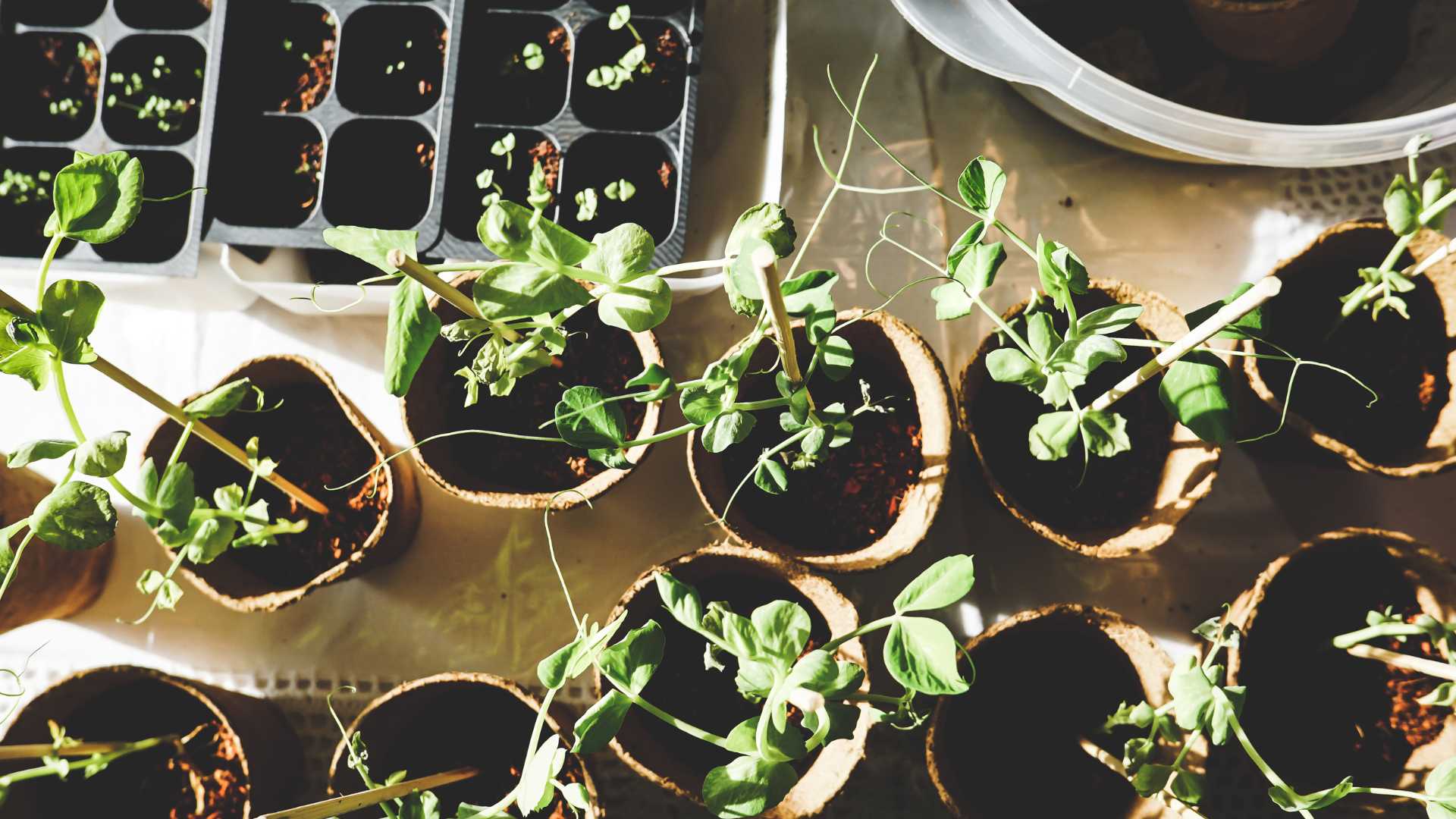 pousse de plante pour jardinage