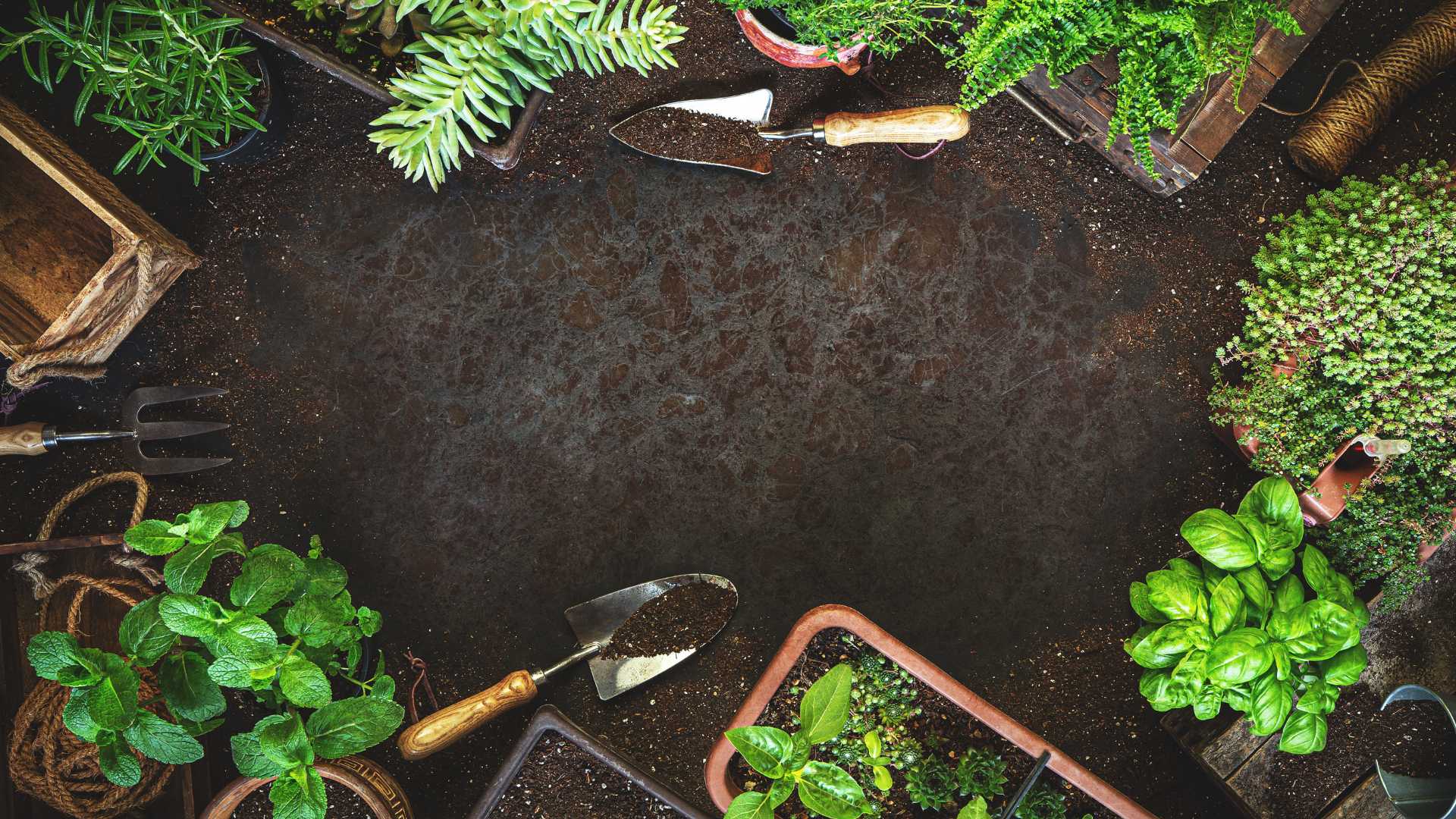 plante pour faire du jardinage