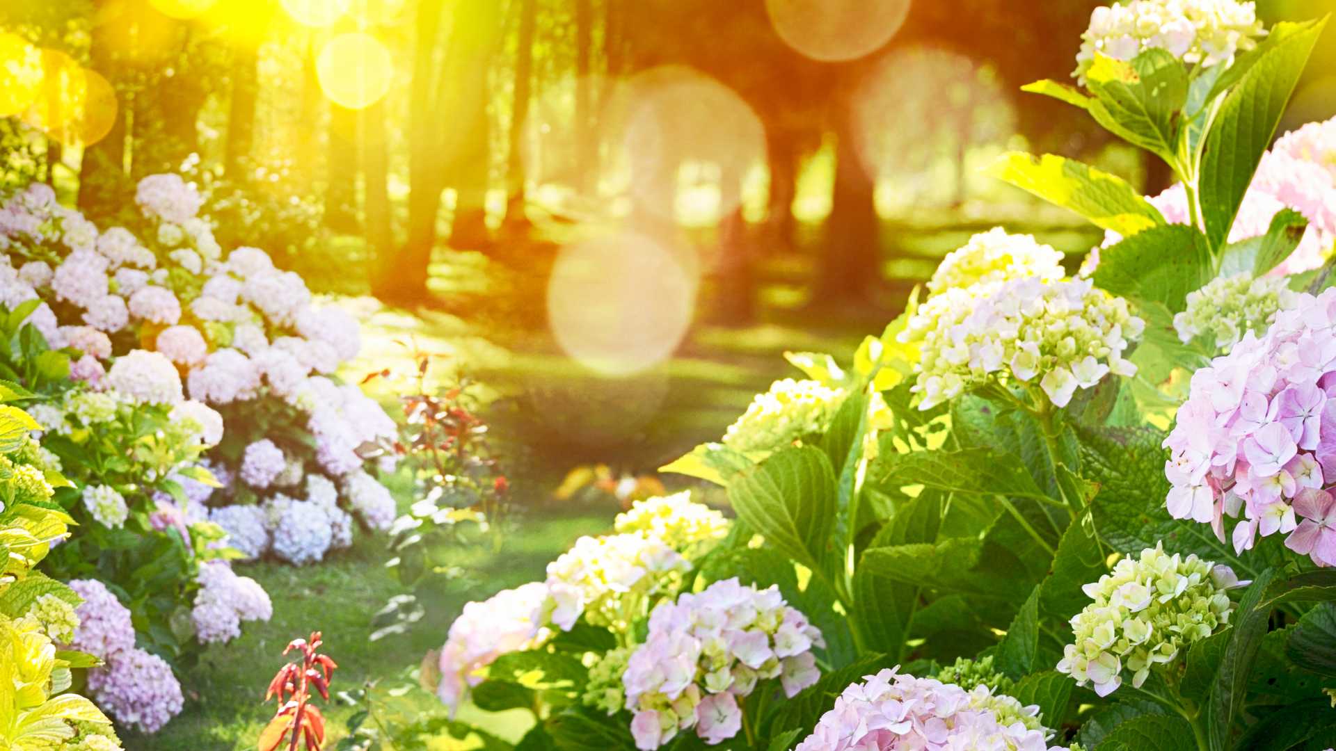lumière du soleil dans le jardin
