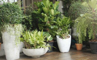 Comment bien choisir vos plantes d’extérieur ?