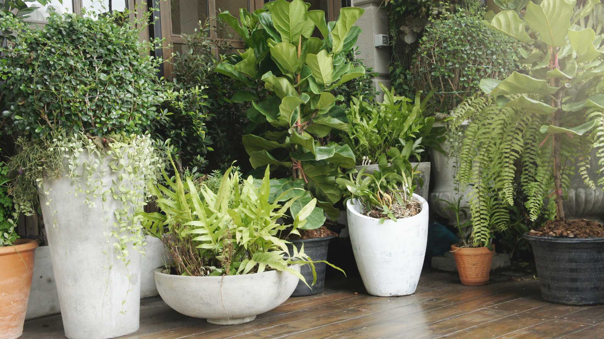 plante dans un jardin