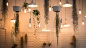 plante suspendue