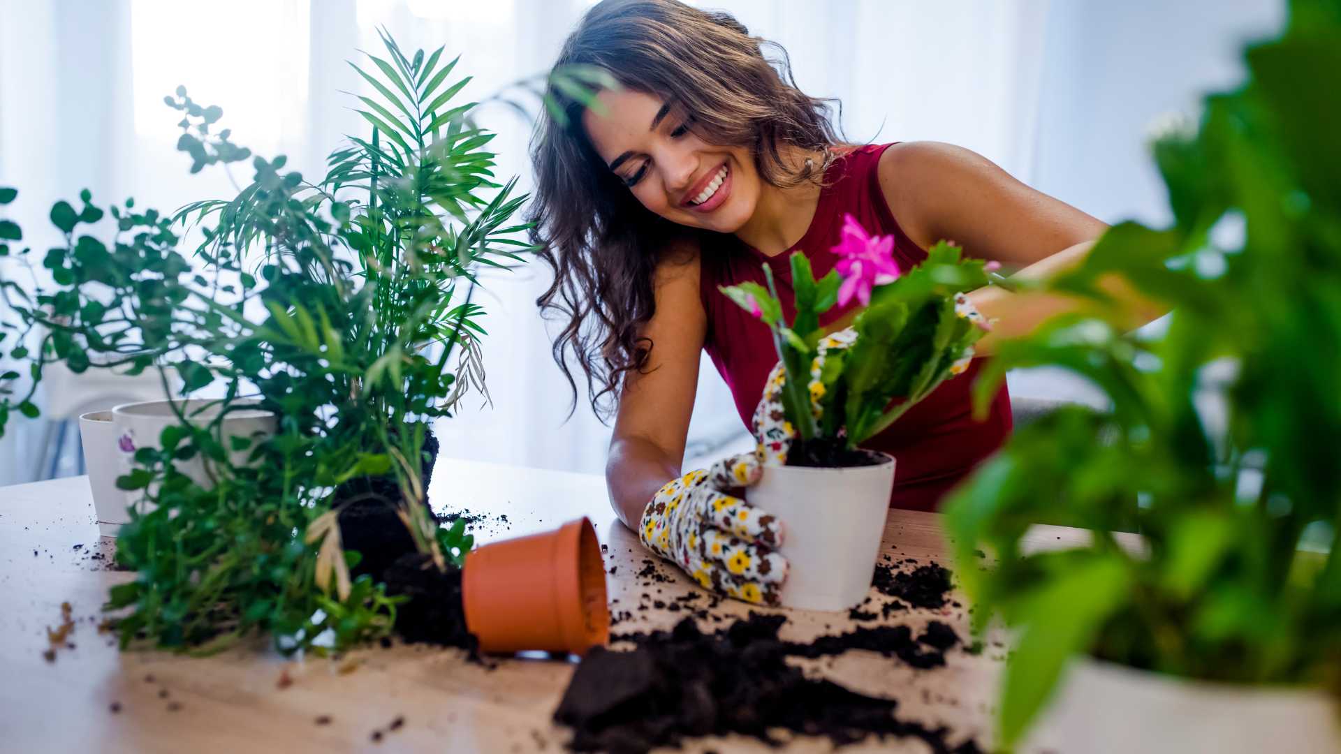 plante intérieur