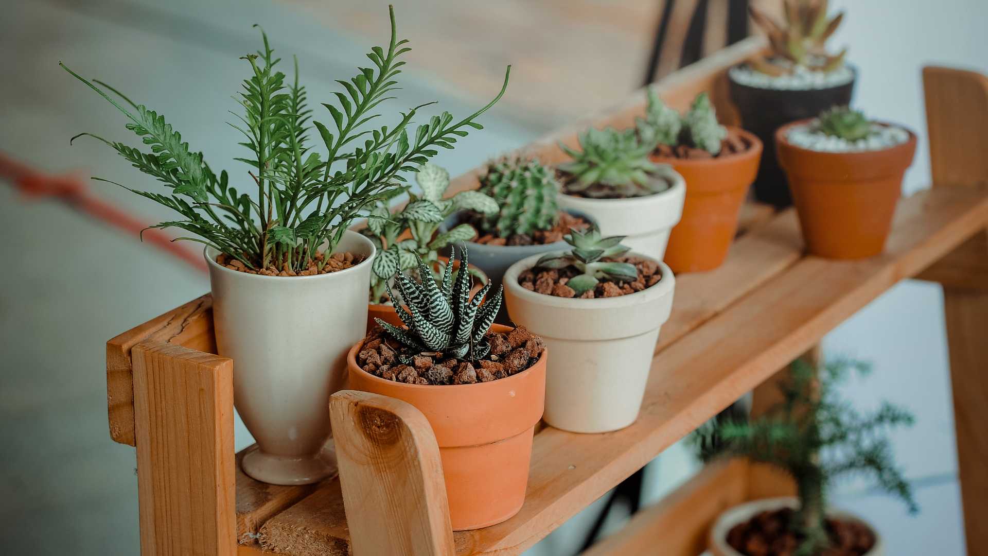 plante intérieur 