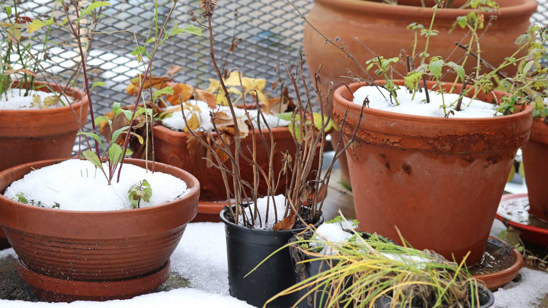 plante en hiver