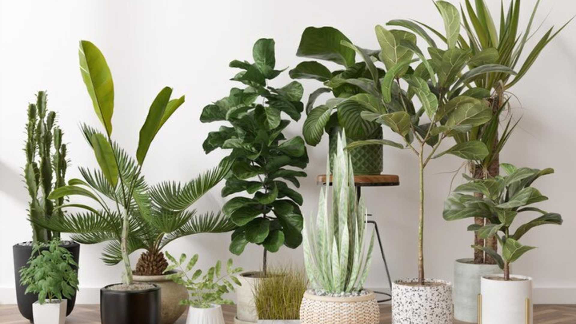 plante intérieur 