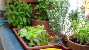 potager