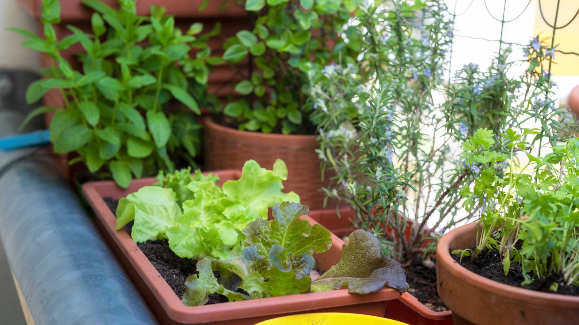 potager
